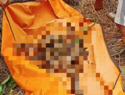 Bhabinkamtibmas Pimpin Evakuasi Mayat Yang Ditemukan di Area Perkebunan