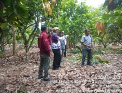 Tim Dirjen Perkebunan Kunjungi Kebun Sumber Entris Kakao di Luwu Timur