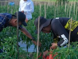 Panen Perdana Cabe Merah di Soppeng: Langkah Nyata Tekan Inflasi dan Tingkatkan Kesejahteraan Petani