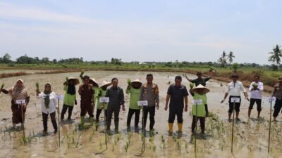 Bersama Ibu-Ibu Petani, Kapolres Luwu Utara dan Forkopimda Luwu Utara Turun Sawah