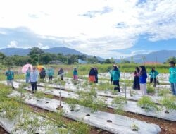 Reformer PKA Lutim Perkenalkan dan Implementasikan Metode Smart Farming pada Tanaman Cabai