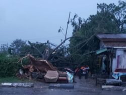 Angin Kencang Terjang Luwu Timur, Pohon Tumbang dan Timpa Bangunan Warga