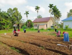 Gunakan  Pupuk  Cair Dan Pestisida Nabati Buatan Sendiri, KWT Srikandi Gelar penanaman Sayur Organik