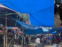 Judi Sabung Ayam di Tondon Matallo Toraja Utara Digerebek, Pemilik Akun BAGASPATI Kebakaran Jenggot