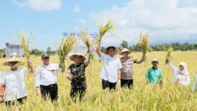 Panen Raya Padi Serentak di Bantaeng, Bupati Sebut Serapan Gabah Capai 84 Persen 