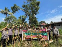 Dukung Program Ketahanan Pangan Nasional, Polsek Bone-Bone Gelar Panen Raya Jagung