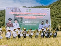 Kejari Luwu Timur Sukseskan Panen Raya dan Perkenalkan Program Jaga Desa