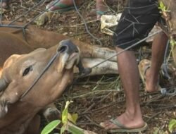 PT Citra Lampia Mandiri Qurban Enam Sapi di Luwu Timur, Tunjukkan Kepedulian Sosial