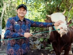 Bupati Bantaeng Terima Sapi Kurban 802 Kg dari Presiden Prabowo
