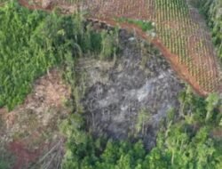 Balai Gakkum Tegas, Tangkap 3 Pembalakan Liar di Luwu Timur