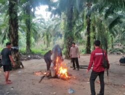 Arena Sabung Ayam di Desa Asana Dimusnakan Oleh Personel Gabungan