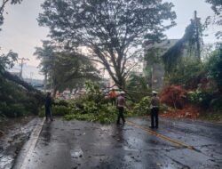 Sat Lantas Polres Luwu Utara Sigap Evakuasi Pohon Tumbang di Jalan Trans Sulawesi