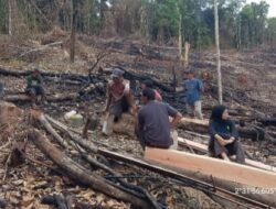 KPH Angkona  Kembali Temukan Oknum Pembuka Lahan Secara Ilegal  Hutan Lindung di Tarabbi