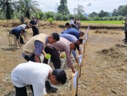 Luwu Timur Genjot Swasembada Pangan dengan Penanaman Jagung di Lahan Baku Sawah