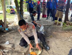 Duel Maut di Empang Berujung Penangkapan, Buaya 3 Meter Teror Warga Malangke Barat, Kini Jadi Peliharaan!