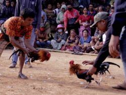 Tiga Hari Judi SBY di Kalambe Tikala Torut, Taruhannya Diduga Ratusan Juta