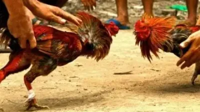 Tak Hanya Usaha Togel, TG Diduga Bakal Gelar SBY di Lili’kira’ Lembang Nanggala