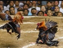 Polres Toraja Utara Diminta Tindak Tegas Praktik Judi SBY Tanpa Pandang Bulu