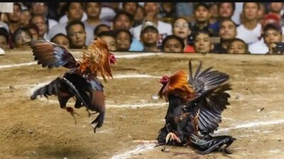 Polres Toraja Utara Diminta Tindak Tegas Praktik Judi SBY Tanpa Pandang Bulu