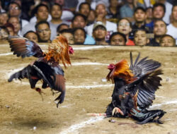 Judi SBY Hari Ini Diduga Digelar di Kampung Ratte-ratte Lembang La’bo, Sanggalangi, Toraja Utara