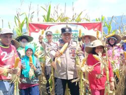 Polsek Mangkutana Sukses Panen Raya Jagung, Dukung Swasembada Pangan 2026