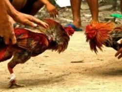 Rencana Judi SBY Digelar Hari Ini di Karua Balusu Toraja Utara