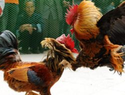 Judi SBY Bergeser ke Dulang Madandan Tator dan Rantebua Torut, Kepolisian Diminta Segera Bertindak