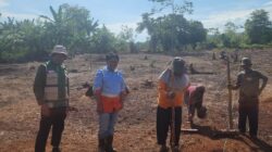 PT CLM Pacu Ketahanan Pangan di Malili, 20 Hektare Lahan Disulap Jadi Kebun Jagung Produktif