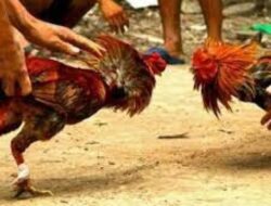 Judi SBY ‘Akbar’ Rencana Digelar di Tambalan Sa’dan Matallo Toraja Utara Besok