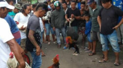 Buset! Judi SBY di Dulang Madandan Tana Toraja Sudah Berlangsung Sebulan Tanpa Tindakan Aparat