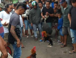 Buset! Judi SBY di Dulang Madandan Tana Toraja Sudah Berlangsung Sebulan Tanpa Tindakan Aparat