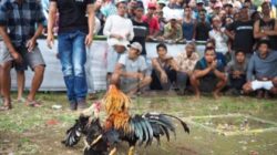 Gaduh Narkoba dan Tedong Silaga, Judi SBY Sore Terus Berlangsung di Ne’ Kake’ Toraja Utara