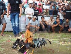 Gaduh Narkoba dan Tedong Silaga, Judi SBY Sore Terus Berlangsung di Ne’ Kake’ Toraja Utara