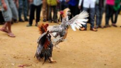Gagal Adu Kerbau Taruhan, Judi Sabung Ayam Disebut Siap Digelar di Tomalolo Hari Ini