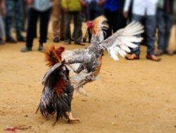 Gagal Adu Kerbau Taruhan, Judi Sabung Ayam Disebut Siap Digelar di Tomalolo Hari Ini