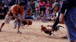 Info Pak Polisi, Rencana Judi SBY Minggu Besok di Perbatasan Sa’dan Torut-Walenrang Barat Luwu