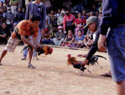Judi Sabung Ayam Rencana Digelar di Ranteallo Tallunglipu, Toraja Utara, Besok