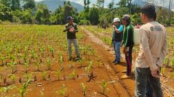 Dukung Swasembada Pangan, PT CLM Bantu Petani Malili Tanam Jagung
