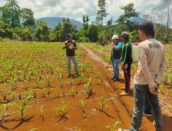 Dukung Swasembada Pangan, PT CLM Bantu Petani Malili Tanam Jagung