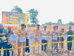 Dorong Ketahanan Pangan, Camat Baebunta Selatan Apresiasi Panen Perdana yang Digelar PT Syngenta