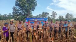 Panen Raya Jagung Serentak Kuartal II di Luwu, Wujud Dukungan Ketahanan Pangan Nasional