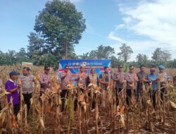 Panen Raya Jagung Serentak Kuartal II di Luwu, Wujud Dukungan Ketahanan Pangan Nasional