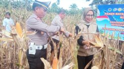 Kades Libukang: Panen Raya Jagung Kuartal II Bukti Nyata Kami Mendukung Ketahanan Pangan Nasional