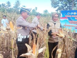 Kades Libukang: Panen Raya Jagung Kuartal II Bukti Nyata Kami Mendukung Ketahanan Pangan Nasional