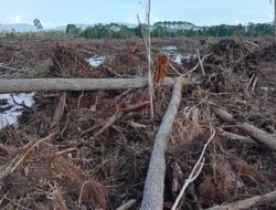 Program Cetak Sawah di Lutim Dicap Gagal Total Oleh Masyarakat Tole