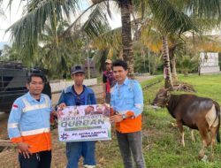 Jelang Idul Adha PT CLM Serahkan 7 Ekor Sapi Qurban