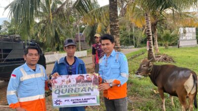 Jelang Idul Adha PT CLM Serahkan 7 Ekor Sapi Qurban