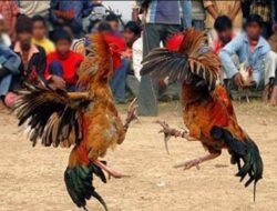Judi Sabung Ayam Diduga Marak di Sejumlah Titik Torut, Aparat Diminta Bertindak Tegas