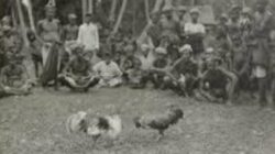 Judi Sabung Ayam Diduga Berlangsung di Bamba, Pasang, Toraja Utara, Hari Ini