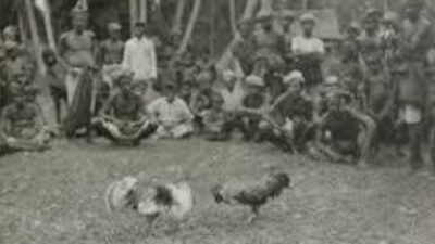 Judi Sabung Ayam Diduga Berlangsung di Bamba, Pasang, Toraja Utara, Hari Ini